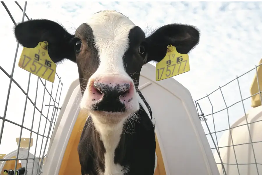 Modern Dairy turns profit before milk prices rebound, awaiting a cyclical turnaround
